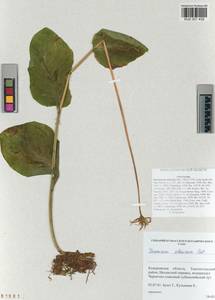 Doronicum altaicum Pall., Siberia, Altai & Sayany Mountains (S2) (Russia)