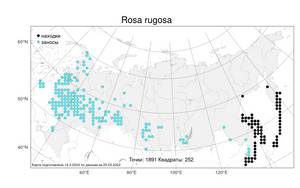 Rosa rugosa Thunb., Atlas of the Russian Flora (FLORUS) (Russia)