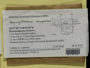 Brachythecium campestre (Müll. Hal.) Schimp., Bryophytes, Bryophytes - Middle Russia (B6) (Russia)