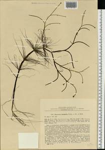 Ranunculus polyphyllus Waldst. & Kit. ex Willd., Eastern Europe, Middle Volga region (E8) (Russia)