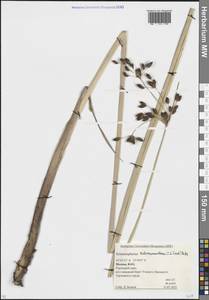 Schoenoplectus tabernaemontani (C.C.Gmel.) Palla, Eastern Europe, Moscow region (E4a) (Russia)