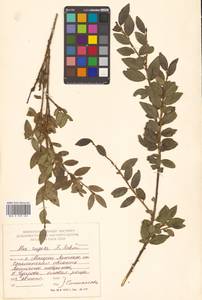 Ilex rugosa F.Schmidt, Siberia, Russian Far East (S6) (Russia)