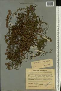 Thymus calcareus Klokov & Des.-Shost., Eastern Europe, Central forest-and-steppe region (E6) (Russia)