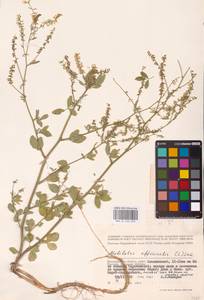 Melilotus officinalis (L.) Lam., Eastern Europe, Lower Volga region (E9) (Russia)