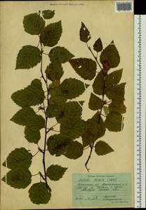 Betula ermanii var. lanata Regel, Siberia, Baikal & Transbaikal region (S4) (Russia)