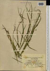 Lathyrus nissolia L., Eastern Europe, Moldova (E13a) (Moldova)