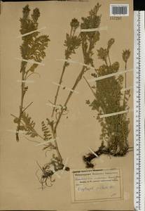 Oxytropis pilosa (L.)DC., Eastern Europe, Central forest-and-steppe region (E6) (Russia)