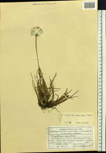 Eriophorum scheuchzeri Hoppe, Siberia, Altai & Sayany Mountains (S2) (Russia)