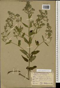 Nepeta ucranica subsp. parviflora (M.Bieb.) M.Masclans de Bolos, Caucasus, Stavropol Krai, Karachay-Cherkessia & Kabardino-Balkaria (K1b) (Russia)