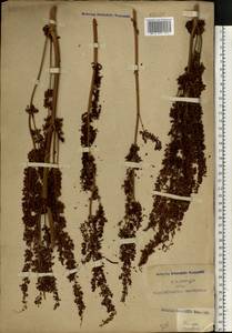 Rumex crispus L., Eastern Europe, Central region (E4) (Russia)