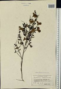 Cytisus scoparius (L.)Link, Eastern Europe, West Ukrainian region (E13) (Ukraine)