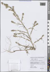 Salsola collina Pall., Siberia, Baikal & Transbaikal region (S4) (Russia)