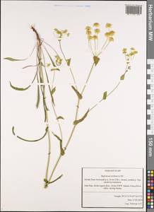 Bupleurum multinerve DC., Siberia, Altai & Sayany Mountains (S2) (Russia)