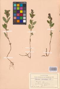 MHA 0 155 211, Teucrium chamaedrys L., Eastern Europe, North Ukrainian region (E11) (Ukraine)