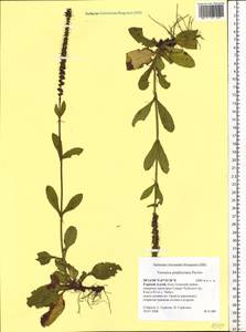 Veronica porphyriana Pavlov, Siberia, Altai & Sayany Mountains (S2) (Russia)