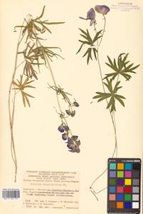 Aconitum delphinifolium DC., Siberia, Chukotka & Kamchatka (S7) (Russia)