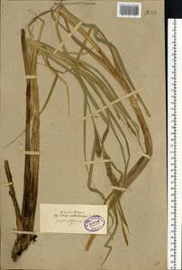 Carex atherodes Spreng., Eastern Europe, North-Western region (E2) (Russia)