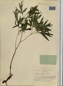 Paeonia intermedia subsp. intermedia, Siberia, Altai & Sayany Mountains (S2) (Russia)