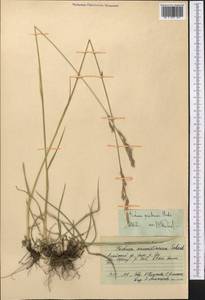 Festuca arundinacea Schreb. , nom. cons., Middle Asia, Pamir & Pamiro-Alai (M2) (Kyrgyzstan)