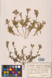 Silene repens Patrin, Eastern Europe, Eastern region (E10) (Russia)