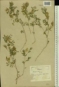 Astragalus arenarius L., Eastern Europe, North-Western region (E2) (Russia)