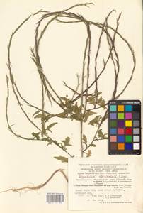 Sisymbrium officinale (L.) Scop., Eastern Europe, Central region (E4) (Russia)