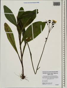 Sonchus arvensis L., Eastern Europe, North-Western region (E2) (Russia)