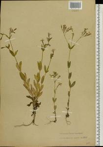 Atocion armeria (L.) Raf., Eastern Europe, Belarus (E3a) (Belarus)