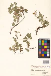 Potentilla cinerea subsp. incana (G. Gaertn., B. Mey. & Scherb.) Asch., Eastern Europe, Belarus (E3a) (Belarus)