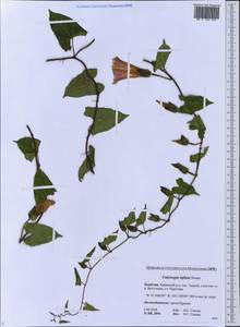Calystegia sepium subsp. americana (Sims) Brummitt, Siberia, Baikal & Transbaikal region (S4) (Russia)