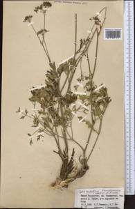 Sphaenolobium tianschanicum (Korovin) Pimenov, Middle Asia, Western Tian Shan & Karatau (M3) (Kazakhstan)