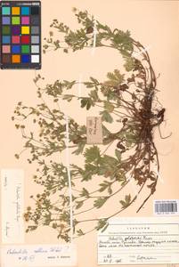Potentilla thuringiaca Bernh. ex Link, Eastern Europe, Moscow region (E4a) (Russia)