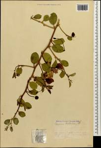 Capparis spinosa var. herbacea (Willd.) Fici, Caucasus, Armenia (K5) (Armenia)