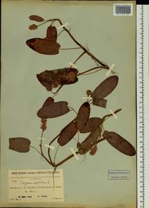 Persicaria amphibia (L.) Gray, Siberia, Baikal & Transbaikal region (S4) (Russia)