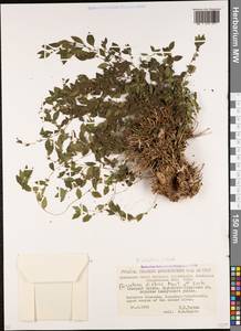 Parietaria judaica L., Caucasus, Stavropol Krai, Karachay-Cherkessia & Kabardino-Balkaria (K1b) (Russia)