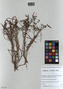 KUZ 001 460, Astragalus ceratoides M. Bieb., Siberia, Altai & Sayany Mountains (S2) (Russia)