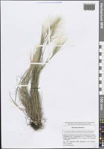 Hordeum jubatum L., Eastern Europe, Middle Volga region (E8) (Russia)