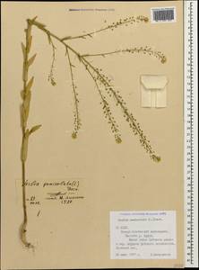 Neslia paniculata (L.) Desv., Caucasus, North Ossetia, Ingushetia & Chechnya (K1c) (Russia)