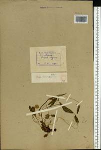 Rumex acetosa L., Eastern Europe, Northern region (E1) (Russia)