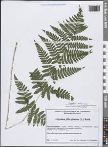 Dryopteris carthusiana (Vill.) H.P.Fuchs, Siberia, Western Siberia (S1) (Russia)