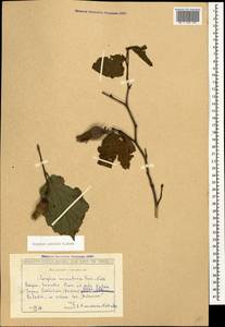 Corylus avellana var. pontica (K.Koch) H.J.P.Winkl., Caucasus, Georgia (K4) (Georgia)