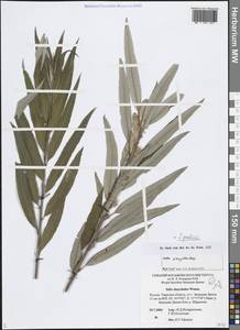 Salix gmelinii Pall., Eastern Europe, North-Western region (E2) (Russia)