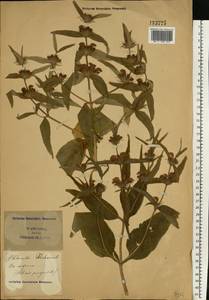 Phlomis herba-venti subsp. pungens (Willd.) Maire ex DeFilipps, Eastern Europe, South Ukrainian region (E12) (Ukraine)