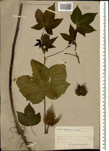 Gossypium herbaceum, Caucasus, Abkhazia (K4a) (Abkhazia)