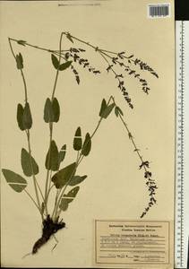 Salvia nemorosa subsp. pseudosylvestris (Stapf) Bornm., Eastern Europe, Middle Volga region (E8) (Russia)