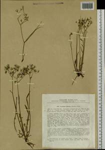 Ixeris chinensis subsp. chinensis, Siberia, Baikal & Transbaikal region (S4) (Russia)