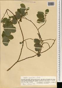 Salix pyrolifolia Ledeb., Mongolia (MONG) (Mongolia)