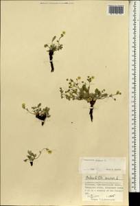 Potentilla sericea L., Mongolia (MONG) (Mongolia)