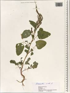 Amaranthus viridis L., South Asia, South Asia (Asia outside ex-Soviet states and Mongolia) (ASIA) (Israel)