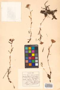 Rhodiola stephani (Cham.) Trautv. & Mey., Siberia, Russian Far East (S6) (Russia)